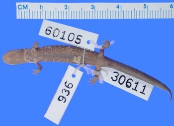 Media type: image; Herpetology A-30611